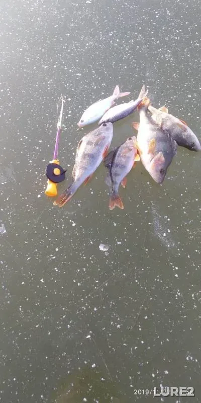 Perch, Roach — Moshka, Nov 22, 2019