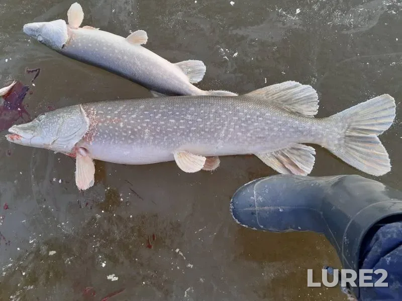 Pike — Solotcha, Nov 23, 2019