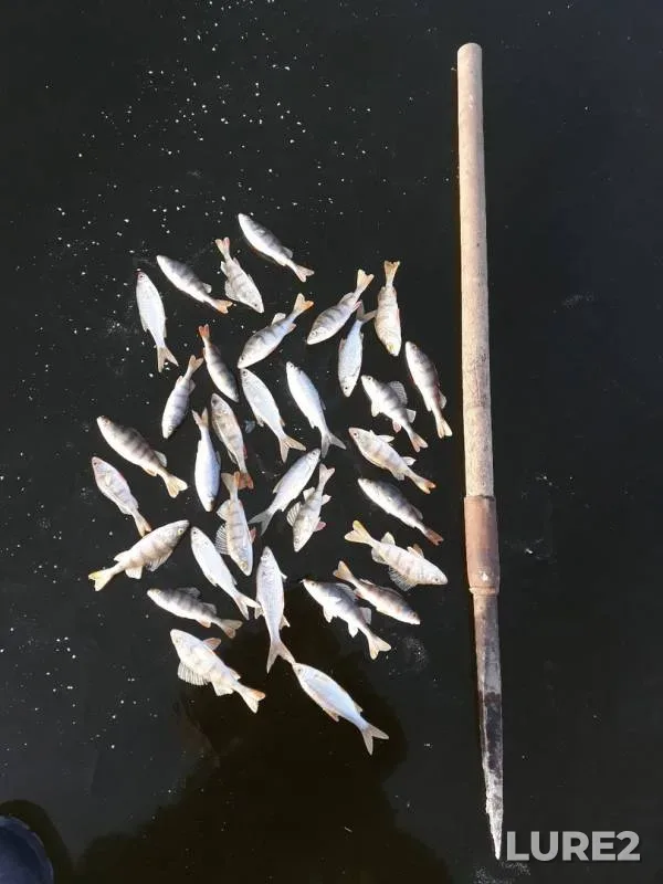 Perch — Beshenka, Nov 23, 2019