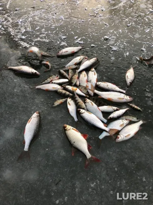 Perch, Roach — Tyrnitsa, Nov 24, 2019