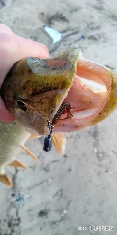 Chub, Pike — Oka, Nov 25, 2019