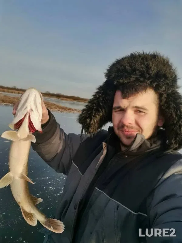 Perch, Pike — Staritsa, Nov 25, 2019