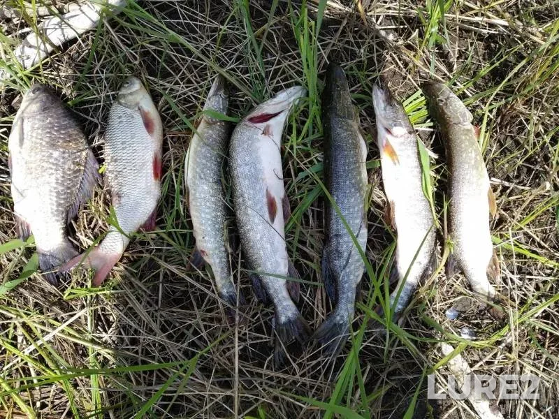 Crucian carp, Ide — Sauskanovskoye, Jun 29, 2019