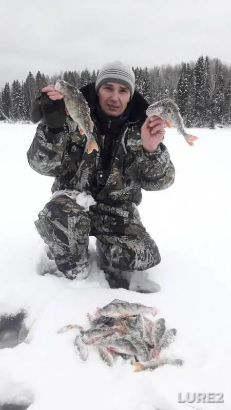 Perch — Permskiy kray, Dec 02, 2018