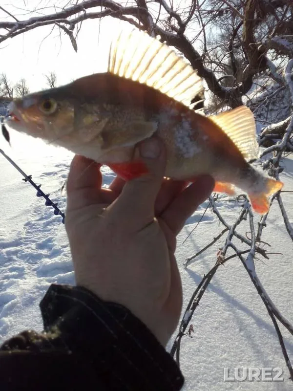 Perch — Yesіl, Dec 05, 2018