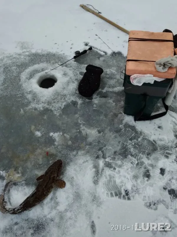 Burbot — Malaya Lasva, Dec 12, 2018