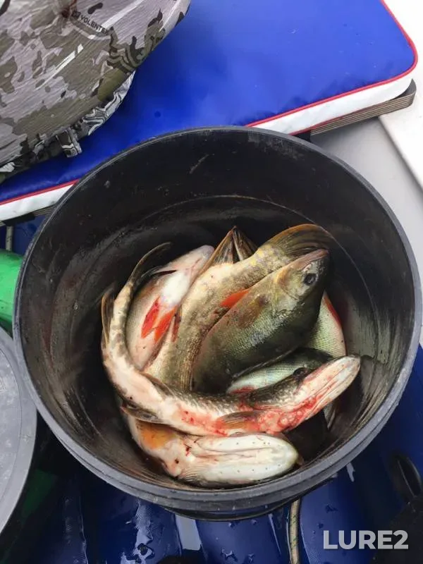 Perch, Pike — Budanovskoye, Jul 05, 2019
