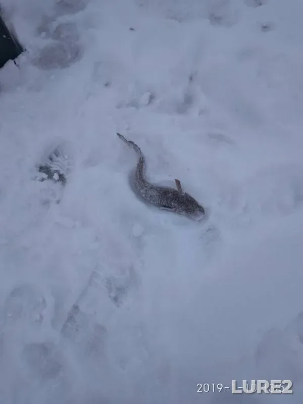 Burbot — Malaya Lasva, Jan 10, 2019