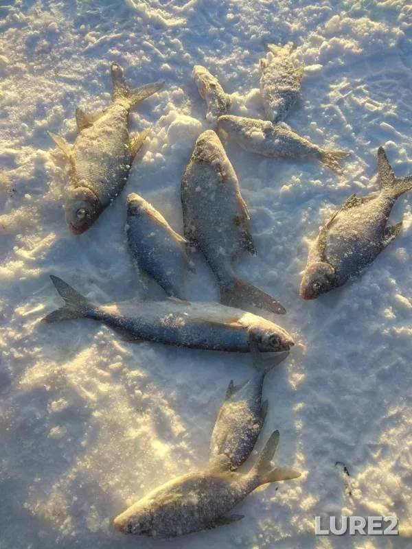 Bream — Kama, Jan 20, 2019