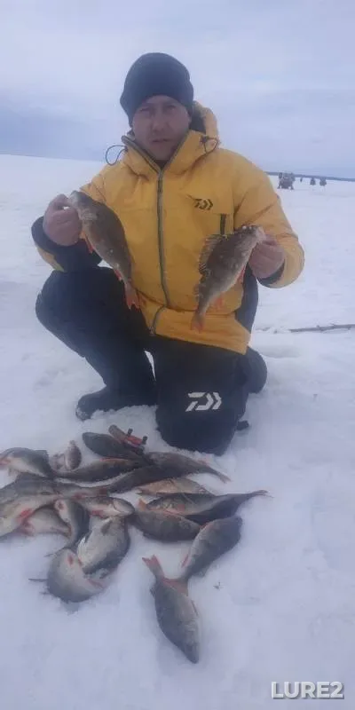 Perch — Kosvinskiy zaliv, Mar 23, 2019