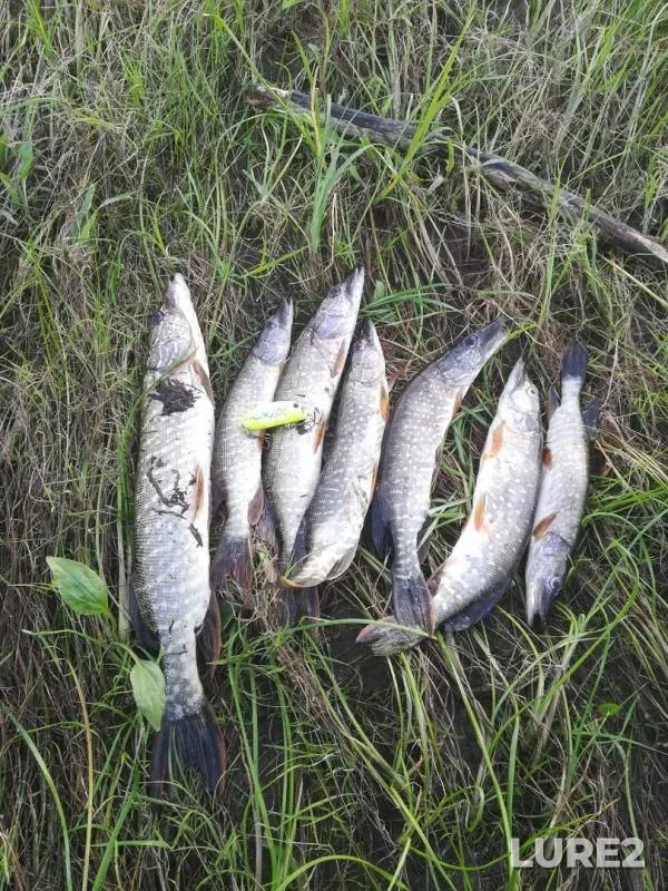 Pike — Sauskanovskoye, Jul 05, 2019