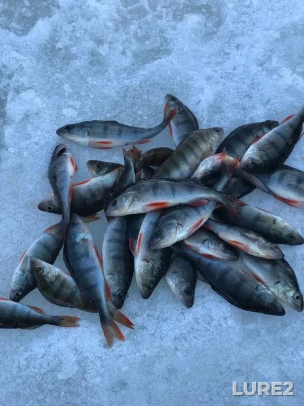 Perch — Permskiy kray, Mar 24, 2019