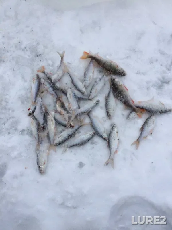 Perch, Roach — Lasva, Mar 09, 2019