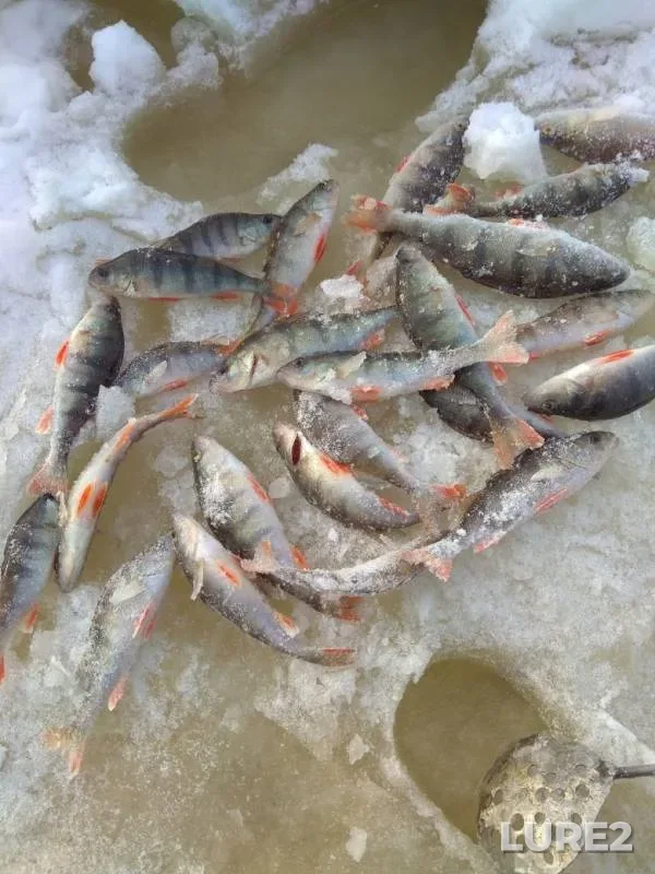 Perch — Kama, Feb 16, 2019