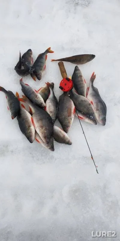Perch — Kosvinskiy zaliv, Apr 12, 2019