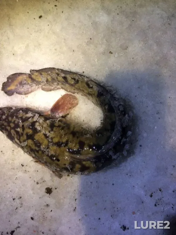 Burbot — Kama, Apr 14, 2019