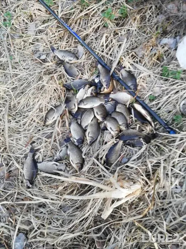 Crucian carp — Kama, May 11, 2019