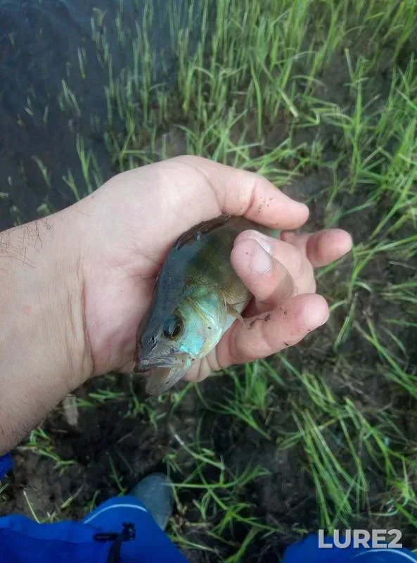Perch, Pike — Yerek, Jul 10, 2019