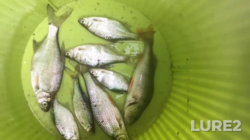 Perch, Roach — Lasva, Jun 23, 2019