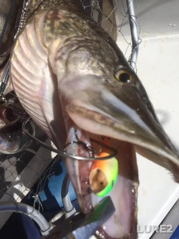 Perch, Pike — Garevaya, Jun 26, 2019