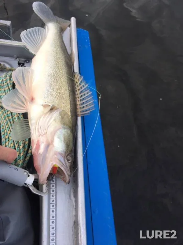 Zander — Permskiy kray, Jul 21, 2019