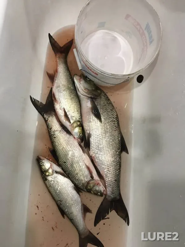 Asp — Gayva, Jul 27, 2019