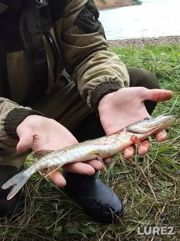 Pike — Permskiy kray, Aug 05, 2019