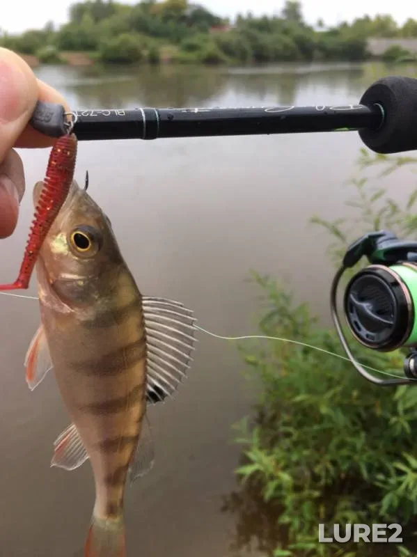 Perch — Gayva, Aug 11, 2019