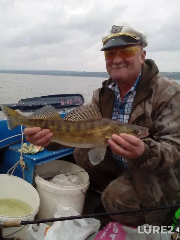 Perch, Zander — Permskiy kray, Aug 12, 2019