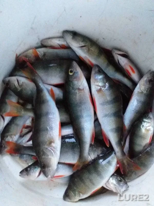 Perch — Polazna, Sep 10, 2019