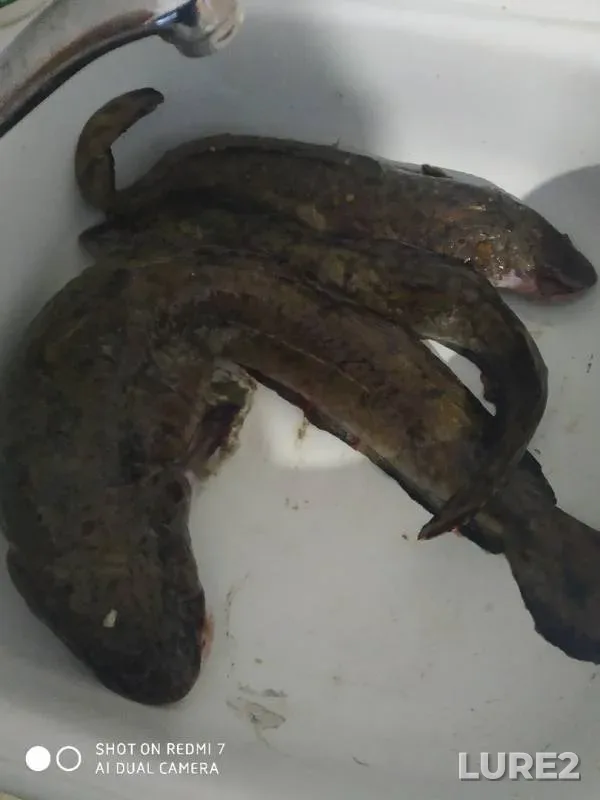 Burbot — Kama, Nov 04, 2019