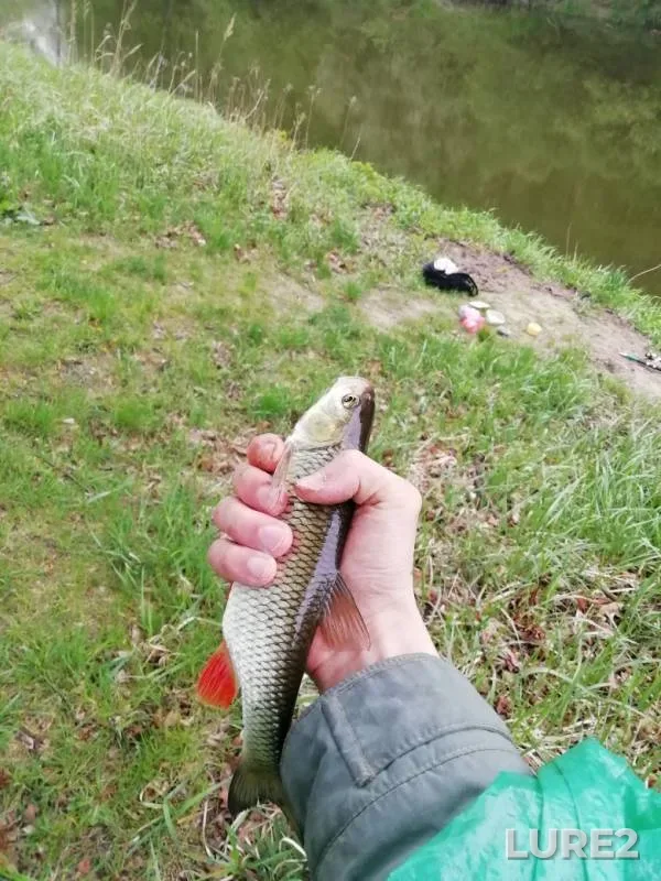 Chub — Węgorapa / Angrapa, May 10, 2019