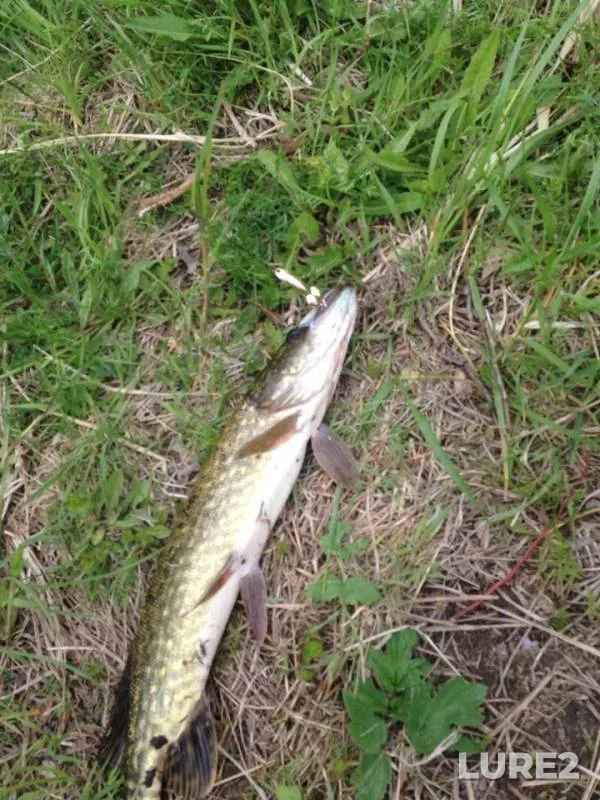 Pike — Kaliningradskaya oblast, May 16, 2019