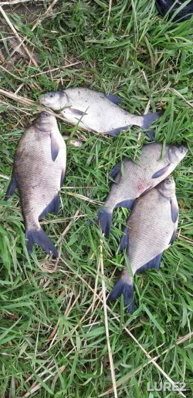 Bream — Deyma, May 19, 2019