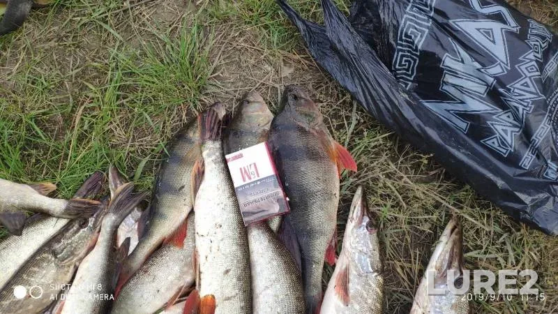 Perch, Pike — Pelina, Sep 11, 2019