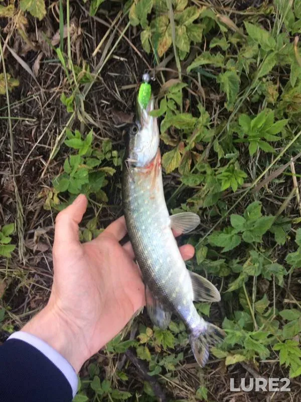Pike — Svetlogorka, May 22, 2019