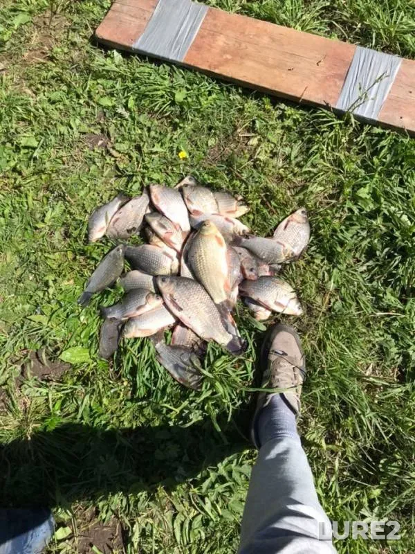 Crucian carp — Instruch, May 30, 2019