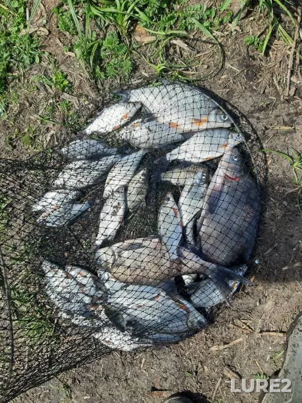 Bream, White bream — Zelenogradka, Jun 01, 2019