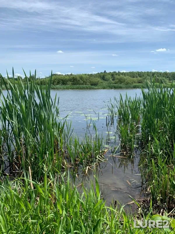 Roach, White bream — Deyma, Jun 01, 2019