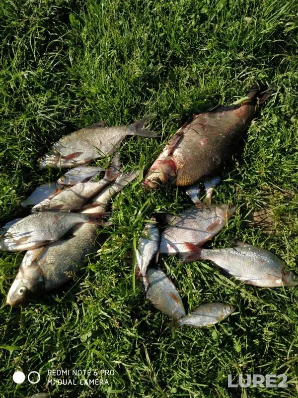 Bream — Pravdinskoye vodokhralilishche, Jun 03, 2019