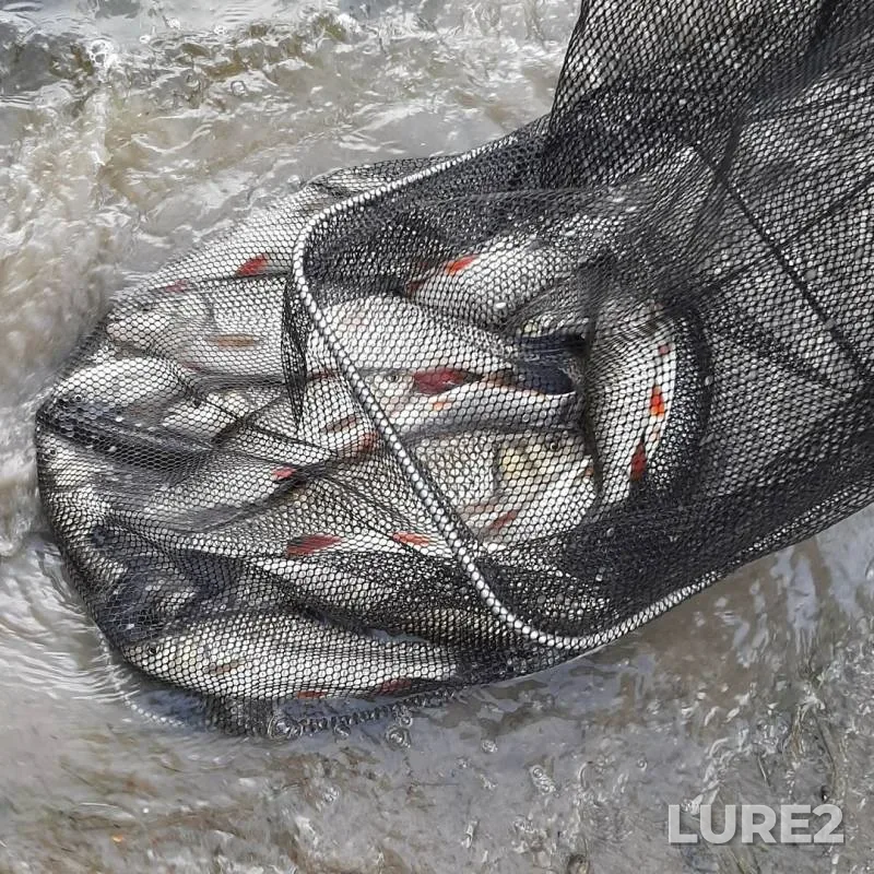 Chub — Łyna/Lava, Jun 08, 2019