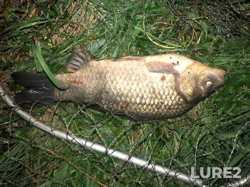 Crucian carp — Rezanka, Jun 10, 2019