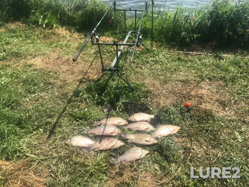 Crucian carp — Lyubimaya, Jun 11, 2019