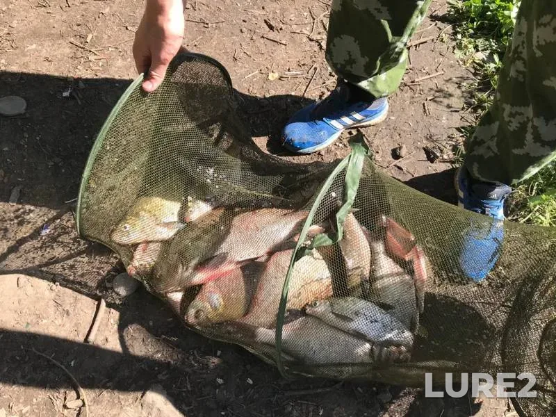 Bream — Moskva, Jun 13, 2019