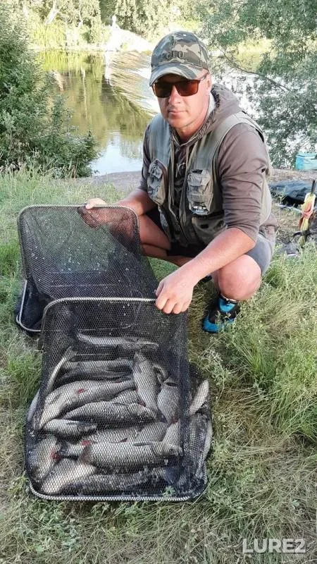 Chub, Perch — Łyna/Lava, Jun 15, 2019