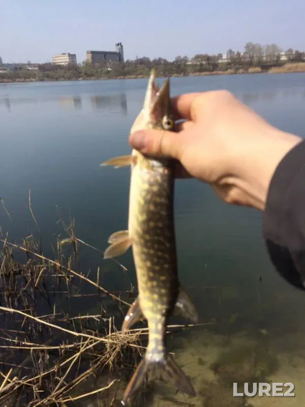 Perch, Pike — Krymka, Apr 05, 2017