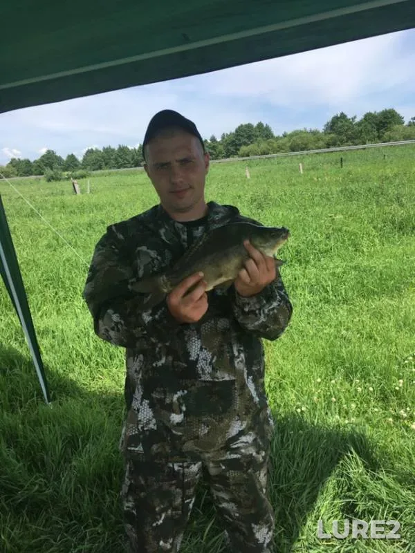 Carp — Polesskiy kanal, Jun 16, 2019