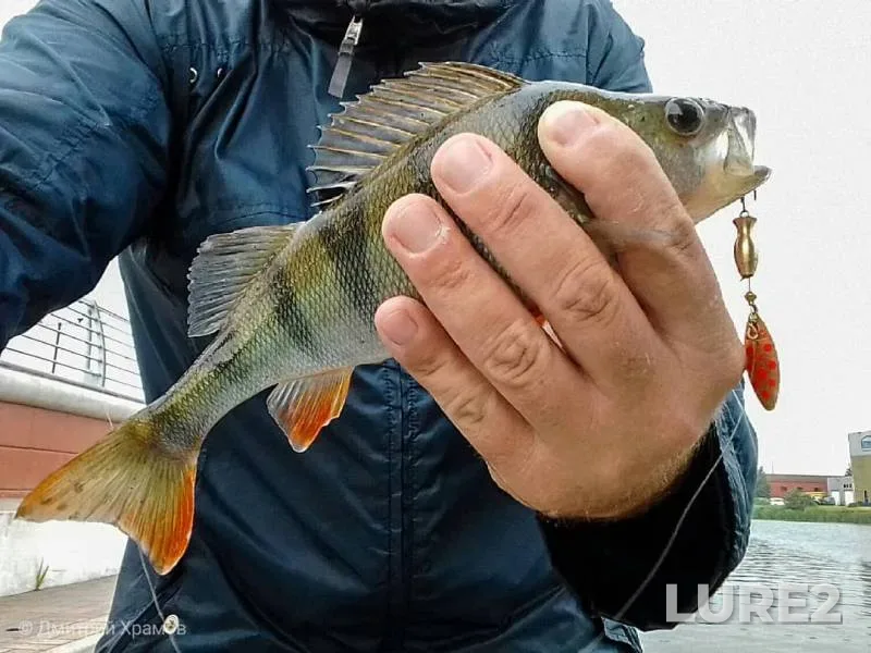 Perch — Pregolya, Jun 16, 2019