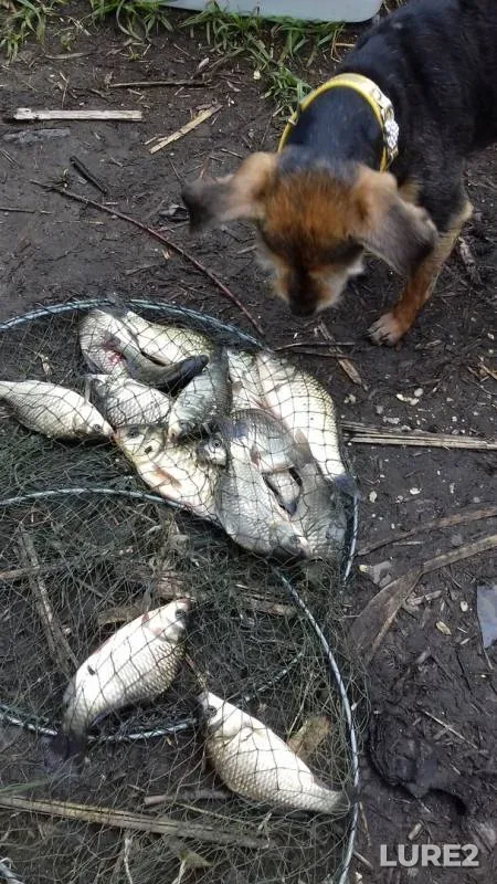 Crucian carp — 1-y Nansenskiy, Jun 17, 2019