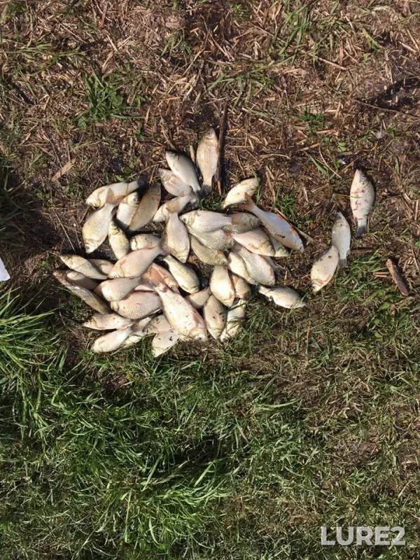 Crucian carp — 1-y Nansenskiy, Jun 25, 2019